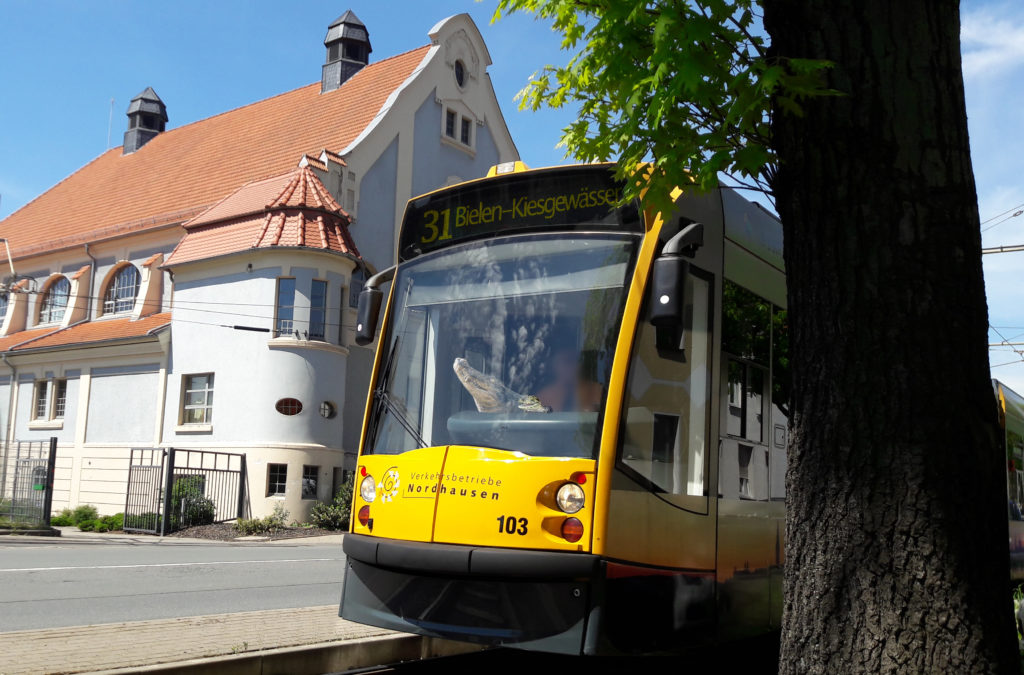 Krokos auf dem Weg zum Kiesschacht