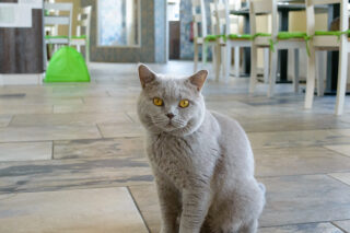 Nicole Mattern_Katzentempel (2)