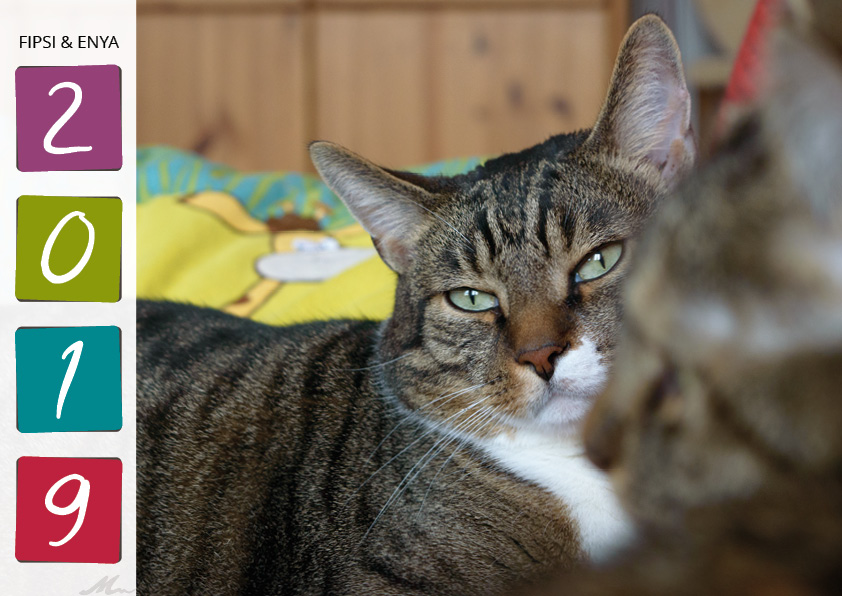 Katzenkalender 2019