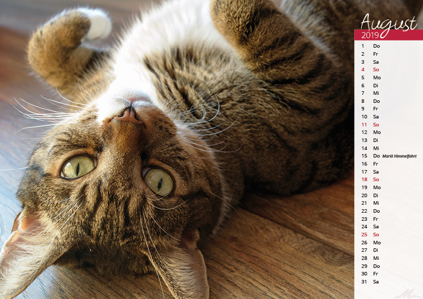 Katzenkalender 2019