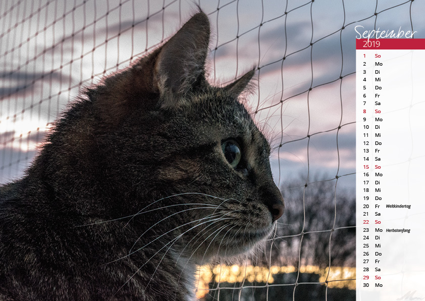 Katzenkalender 2019