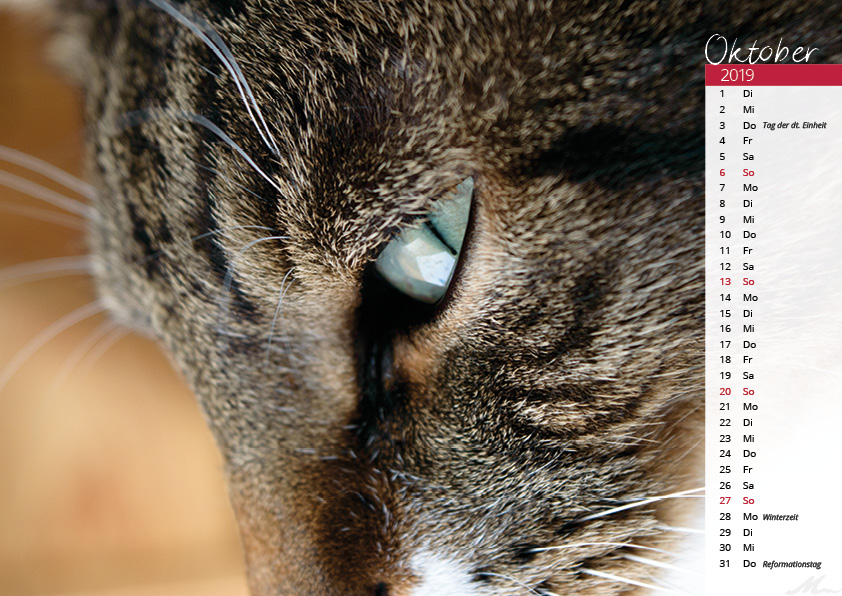 Katzenkalender 2019