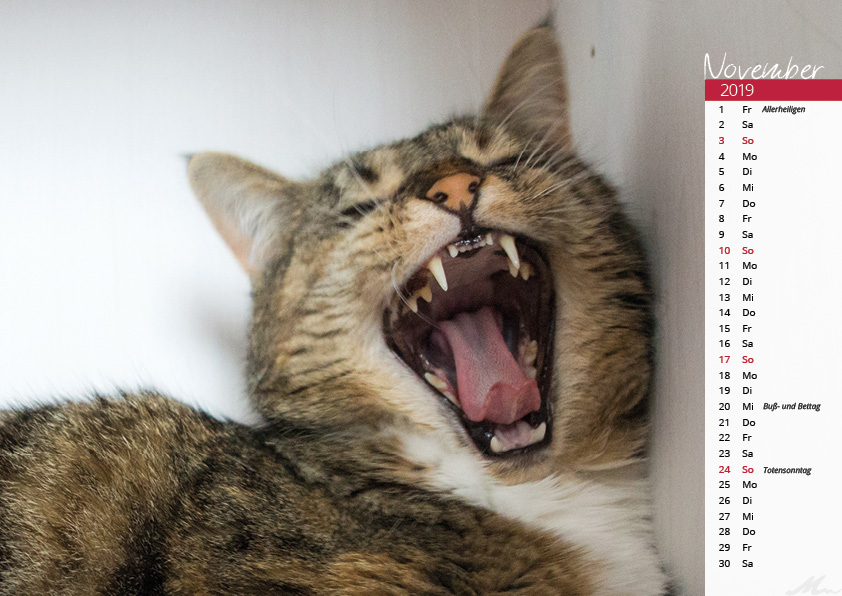 Katzenkalender 2019