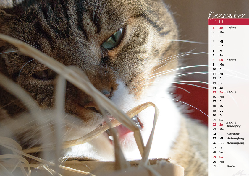 Katzenkalender 2019