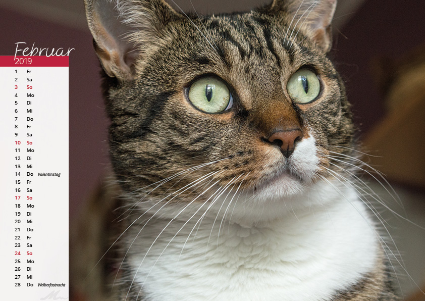 Katzenkalender 2019