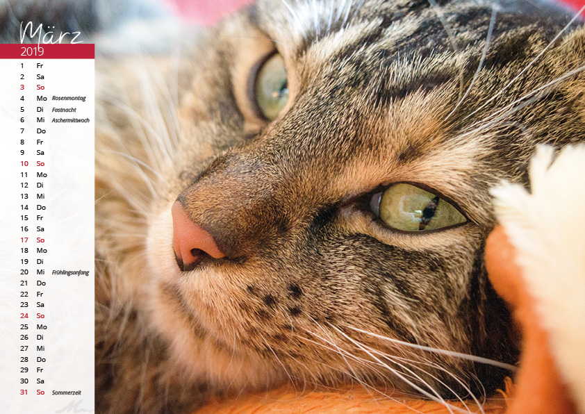 Katzenkalender 2019