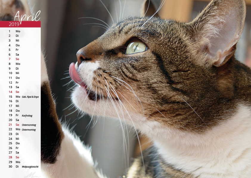 Katzenkalender 2019