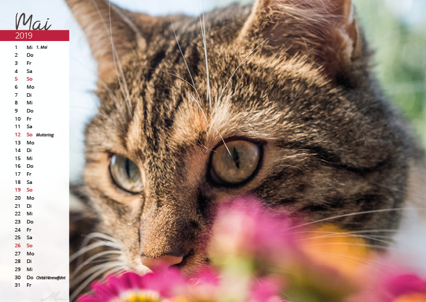 Katzenkalender 2019