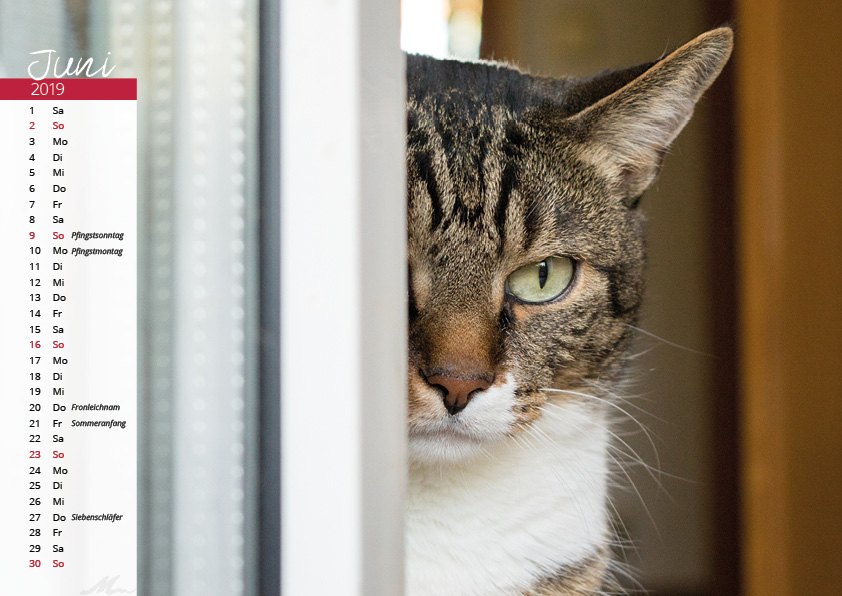 Katzenkalender 2019