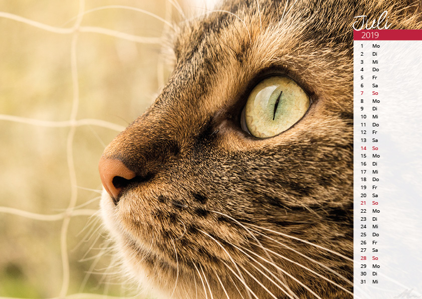 Katzenkalender 2019