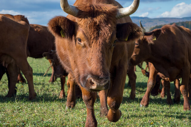 Tierportrait © Nicole Mattern