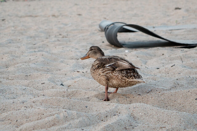 Ostsee © Nicole Mattern Ostsee © Nicole Mattern