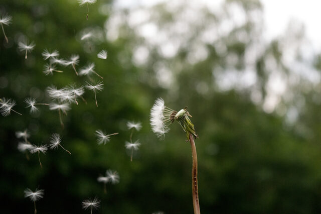 Pusteblume © Nicole Mattern Pusteblume © Nicole Mattern