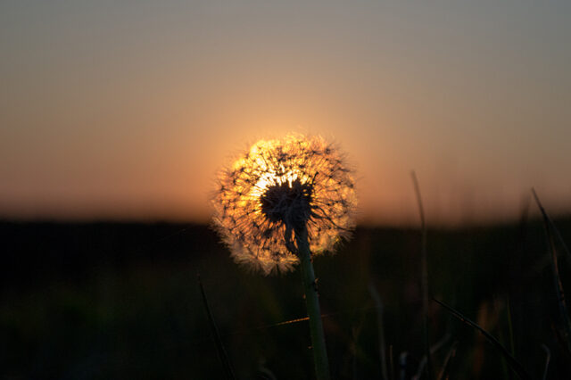 Sonnenuntergang © Nicole Mattern Sonnenuntergang © Nicole Mattern