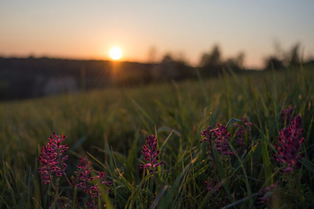 Sonnenuntergang © Nicole Mattern Sonnenuntergang © Nicole Mattern