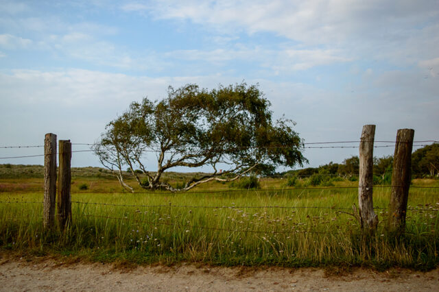 Ostsee © Nicole Mattern Ostsee © Nicole Mattern