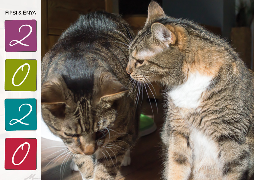 Katzenkalender 2020