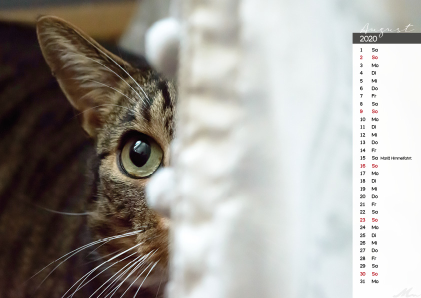 Katzenkalender 2020