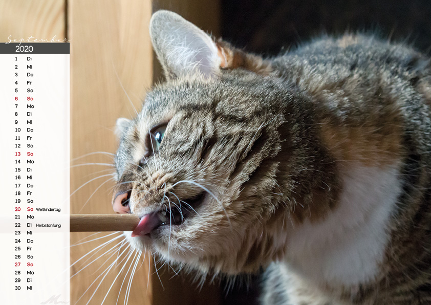 Katzenkalender 2020
