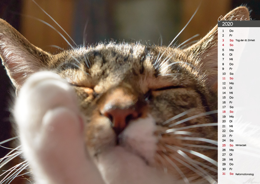 Katzenkalender 2020