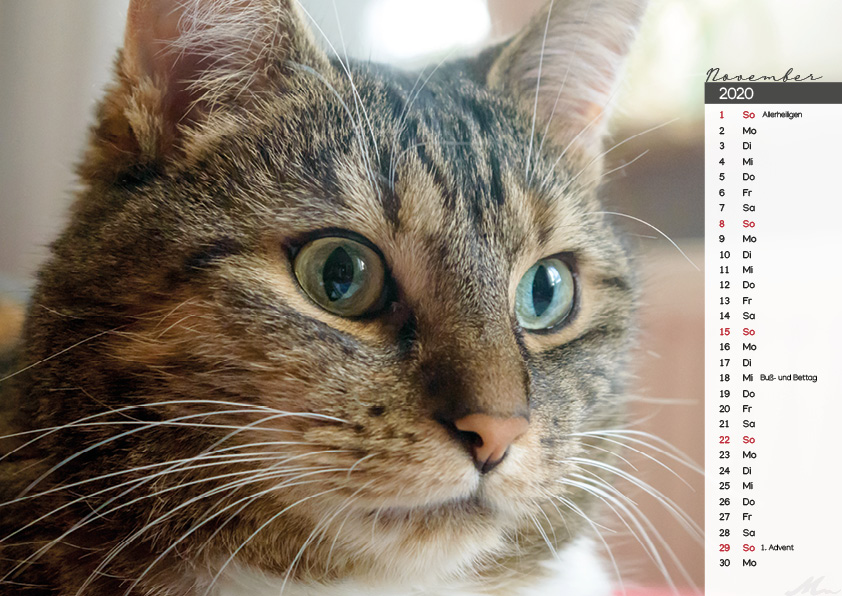 Katzenkalender 2020