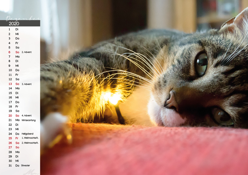 Katzenkalender 2020