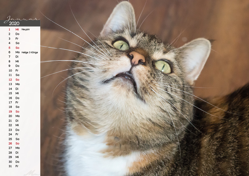 Katzenkalender 2020