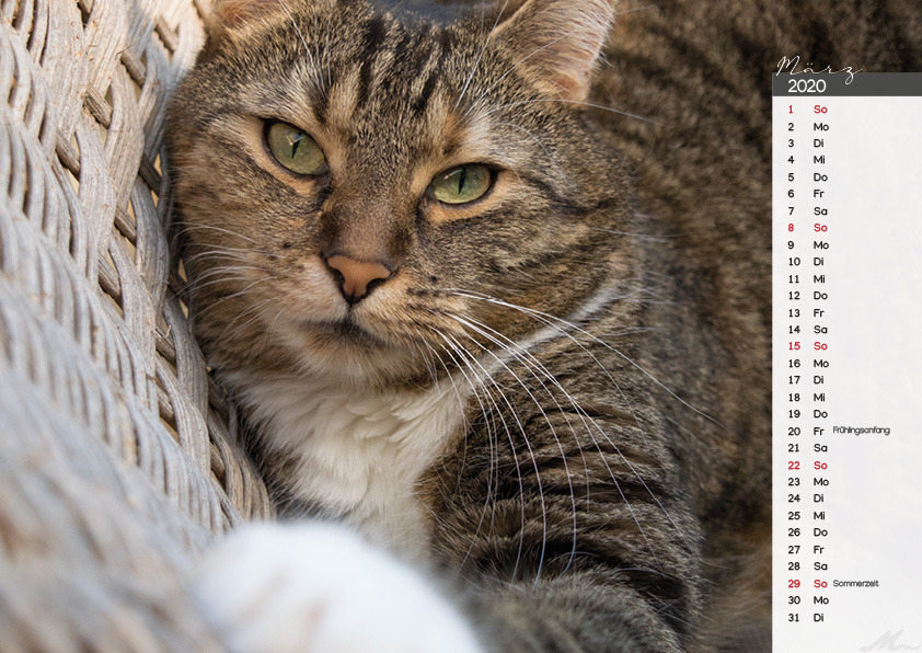Katzenkalender 2020