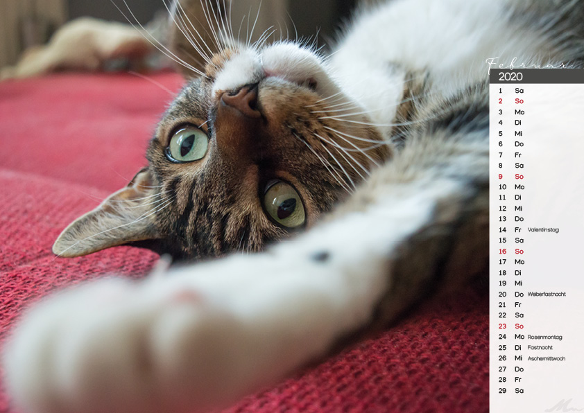 Katzenkalender 2020