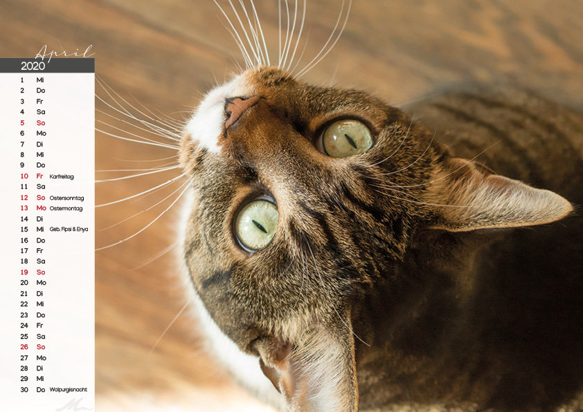 Katzenkalender 2020