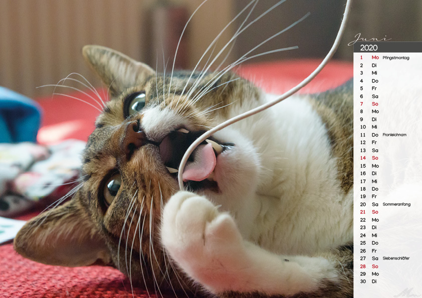 Katzenkalender 2020