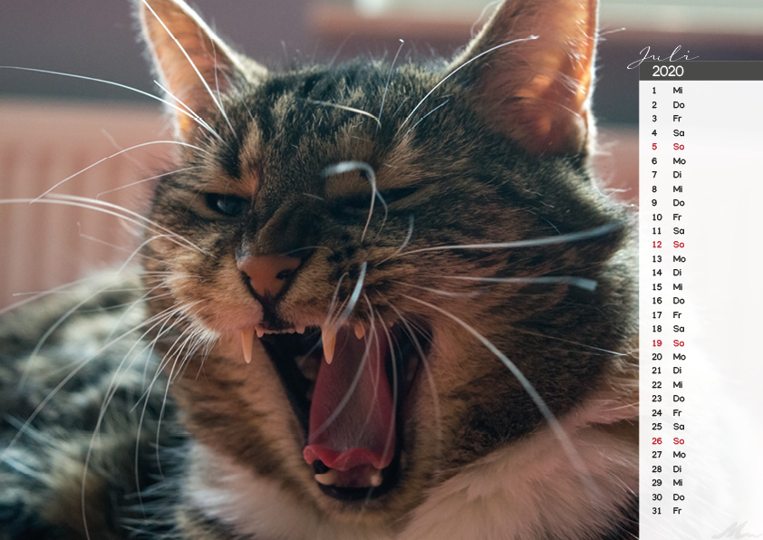 Katzenkalender 2020