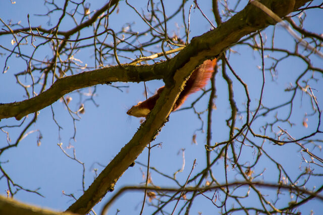 Eichhörnchen © Nicole Mattern Eichhörnchen © Nicole Mattern