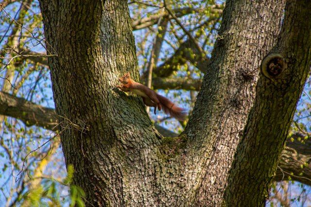 Eichhörnchen © Nicole Mattern Eichhörnchen © Nicole Mattern