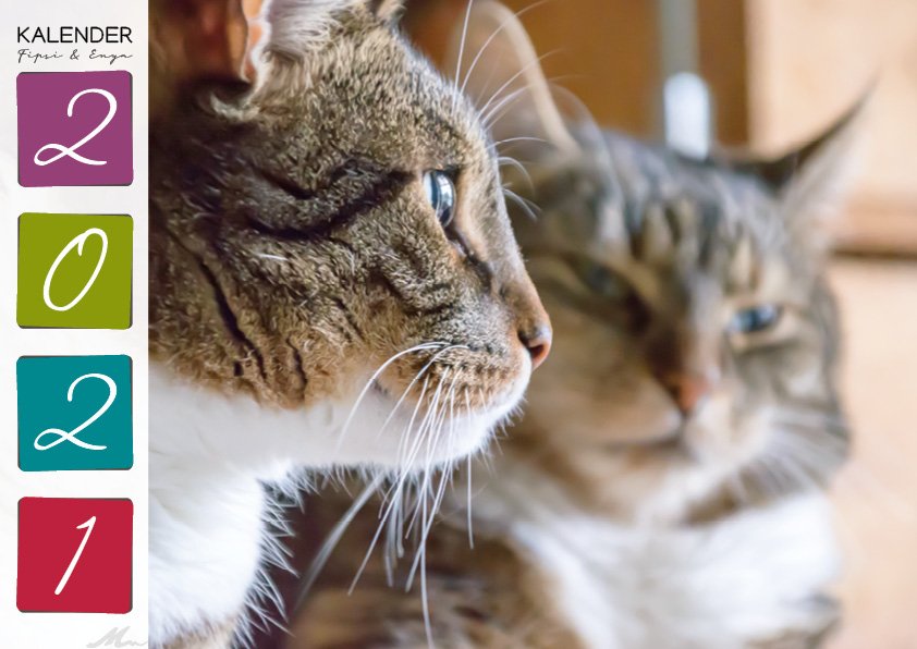 Katzenkalender 2021 Katzenkalender 2021