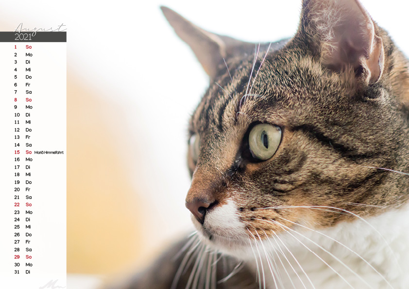 Katzenkalender 2021 Katzenkalender 2021