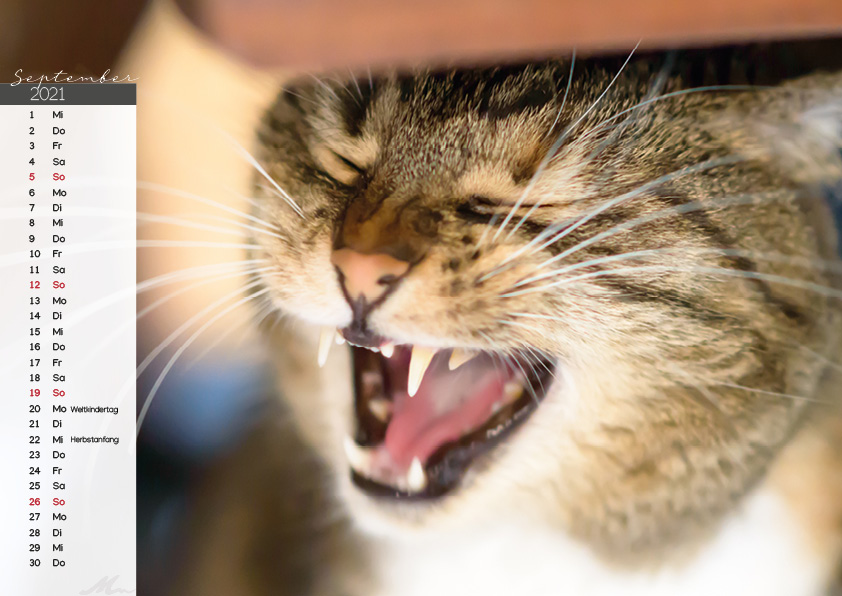 Katzenkalender 2021 Katzenkalender 2021