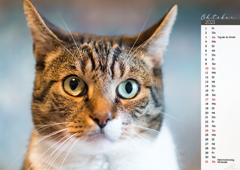 Katzenkalender 2021 Katzenkalender 2021