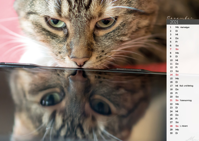 Katzenkalender 2021 Katzenkalender 2021