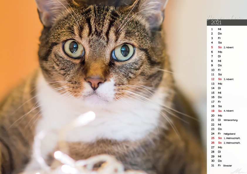 Katzenkalender 2021 Katzenkalender 2021