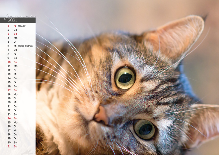 Katzenkalender 2021 Katzenkalender 2021