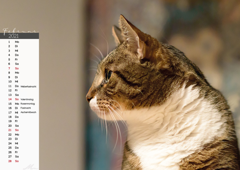 Katzenkalender 2021 Katzenkalender 2021