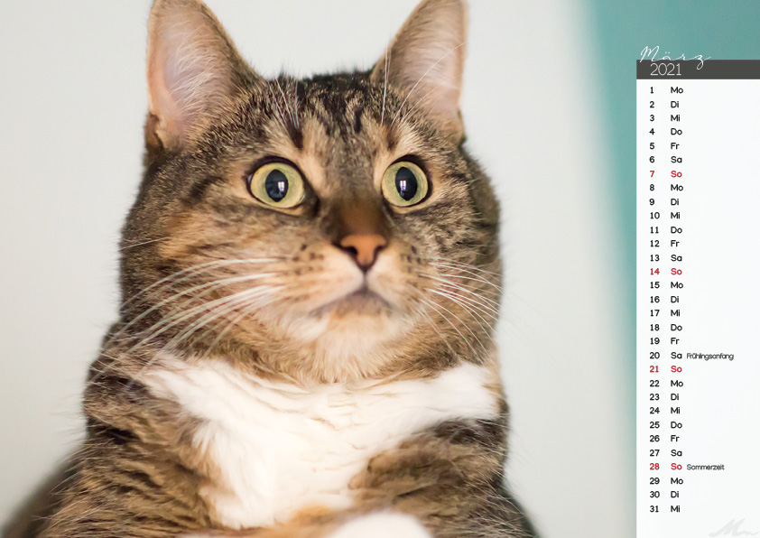 Katzenkalender 2021 Katzenkalender 2021