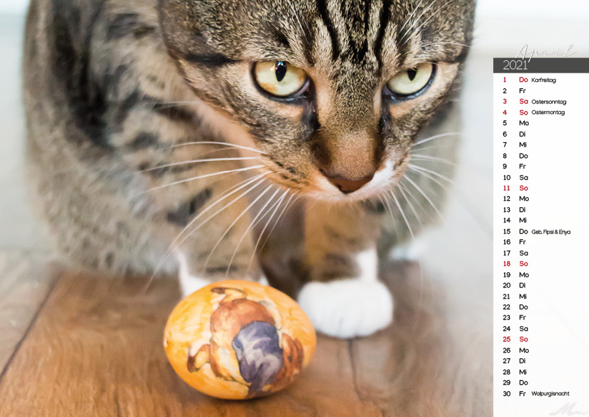 Katzenkalender 2021 Katzenkalender 2021