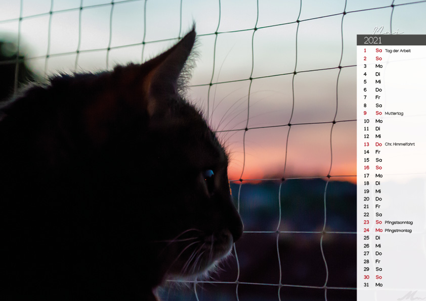 Katzenkalender 2021 Katzenkalender 2021