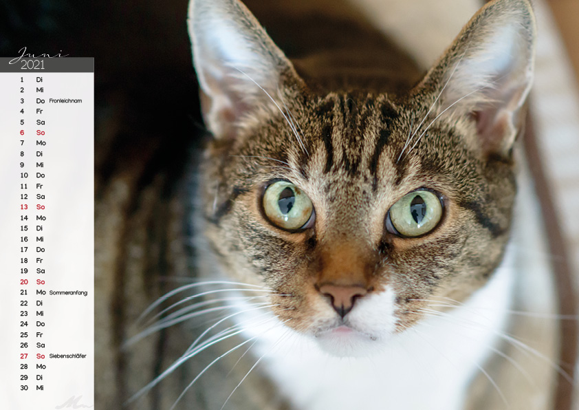Katzenkalender 2021 Katzenkalender 2021