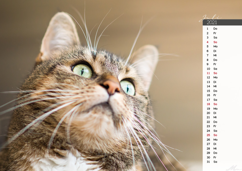 Katzenkalender 2021 Katzenkalender 2021