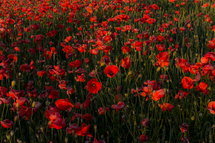 MOHN. LAND. SCHAFFEN