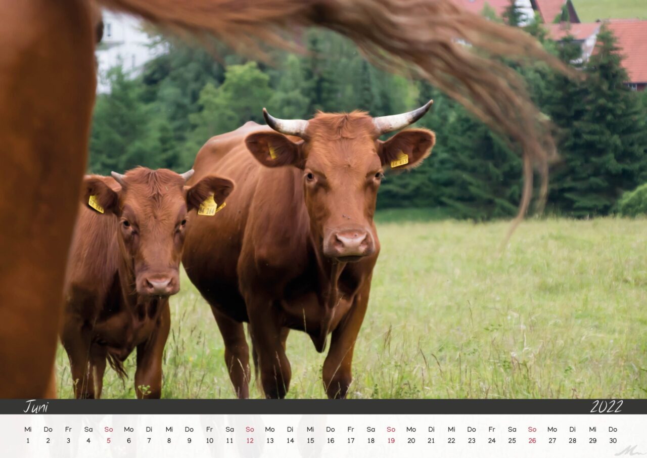 Kalender 2022 Kalender 2022