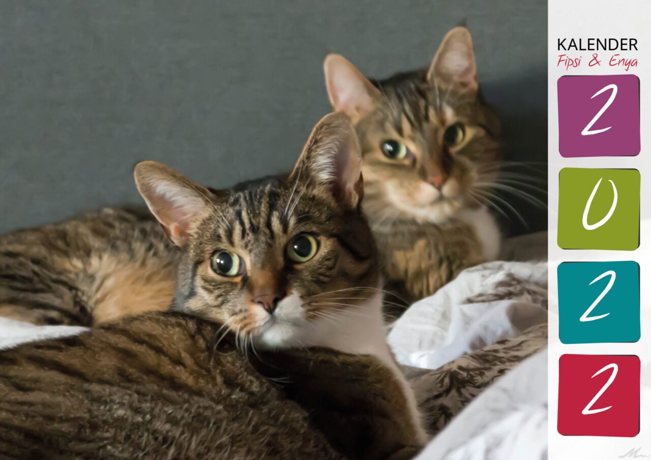 Katzenkalender 2022 Katzenkalender 2022
